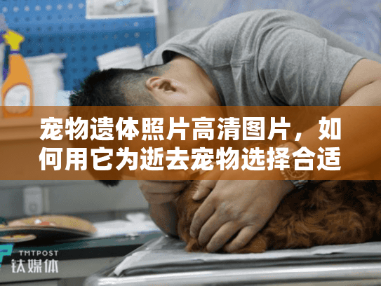 宠物遗体照片高清图片，如何用它为逝去宠物选择合适殡葬服务？
