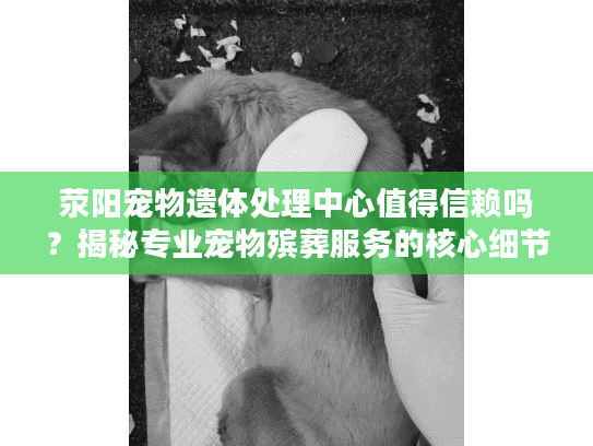荥阳宠物遗体处理中心值得信赖吗？揭秘专业宠物殡葬服务的核心细节