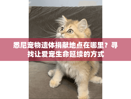 悉尼宠物遗体捐献地点在哪里？寻找让爱宠生命延续的方式