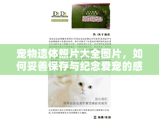 宠物遗体照片大全图片，如何妥善保存与纪念爱宠的感人瞬间