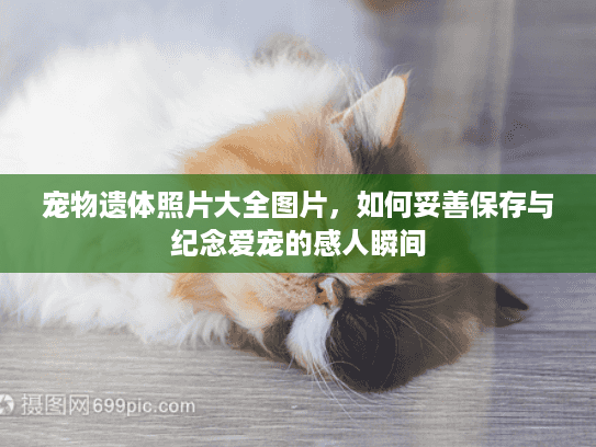 宠物遗体照片大全图片，如何妥善保存与纪念爱宠的感人瞬间