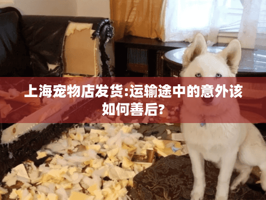 上海宠物店发货:运输途中的意外该如何善后?
