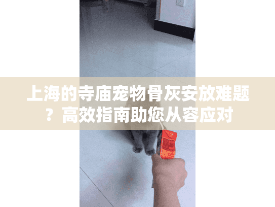 上海的寺庙宠物骨灰安放难题？高效指南助您从容应对