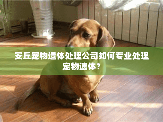 安丘宠物遗体处理公司如何专业处理宠物遗体？