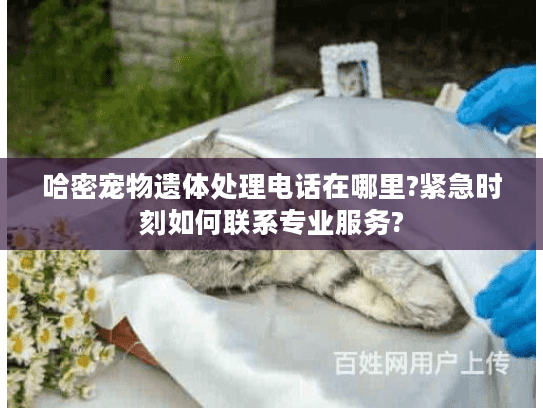 哈密宠物遗体处理电话在哪里?紧急时刻如何联系专业服务?