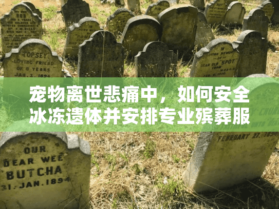宠物离世悲痛中，如何安全冰冻遗体并安排专业殡葬服务？