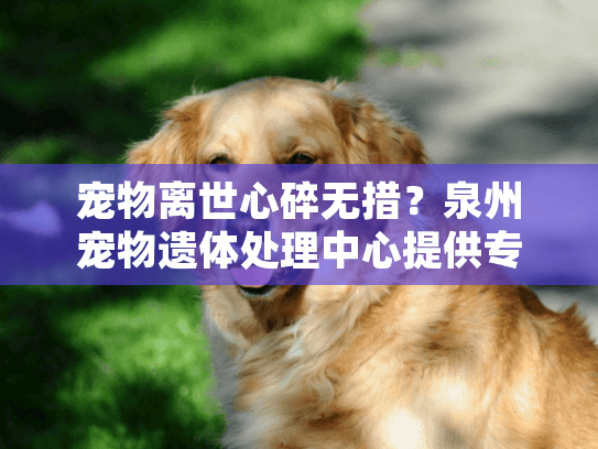 宠物离世心碎无措？泉州宠物遗体处理中心提供专业火化解忧方案