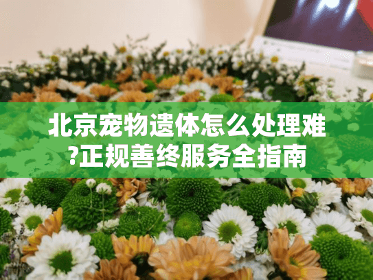 北京宠物遗体怎么处理难?正规善终服务全指南