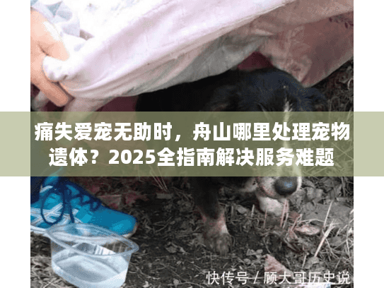 痛失爱宠无助时，舟山哪里处理宠物遗体？2025全指南解决服务难题