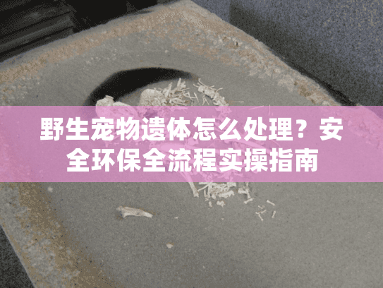 野生宠物遗体怎么处理？安全环保全流程实操指南