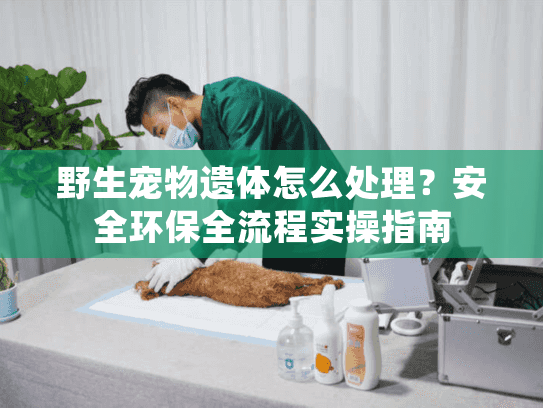 野生宠物遗体怎么处理？安全环保全流程实操指南