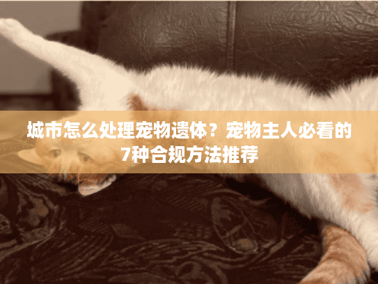城市怎么处理宠物遗体？宠物主人必看的7种合规方法推荐