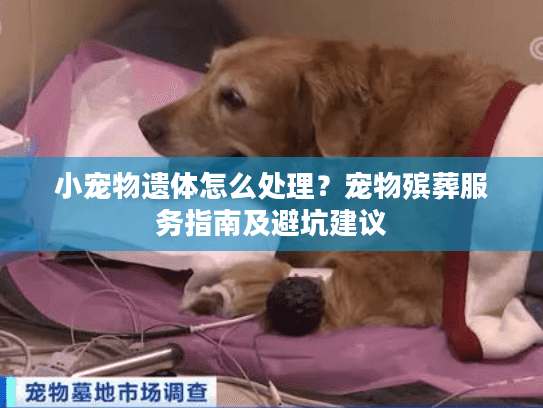小宠物遗体怎么处理？宠物殡葬服务指南及避坑建议