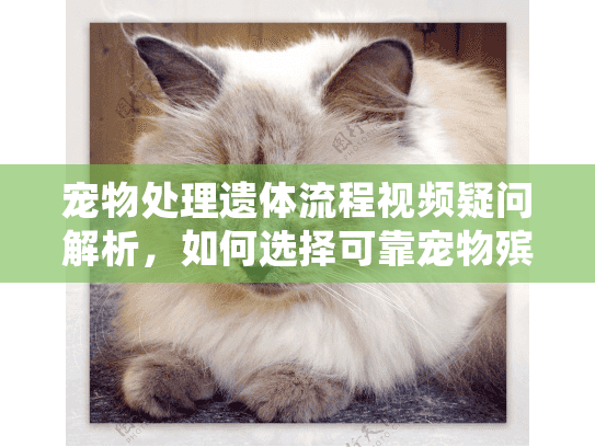 宠物处理遗体流程视频疑问解析，如何选择可靠宠物殡葬服务？