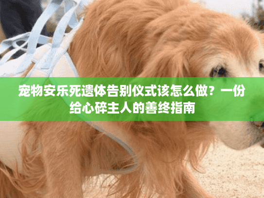 宠物安乐死遗体告别仪式该怎么做？一份给心碎主人的善终指南