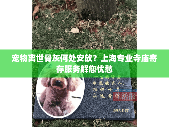 宠物离世骨灰何处安放？上海专业寺庙寄存服务解您忧愁