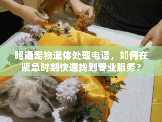 昭通宠物遗体处理电话，如何在紧急时刻快速找到专业服务？