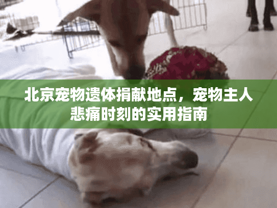 北京宠物遗体捐献地点，宠物主人悲痛时刻的实用指南