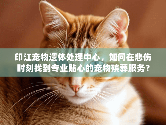 印江宠物遗体处理中心，如何在悲伤时刻找到专业贴心的宠物殡葬服务？