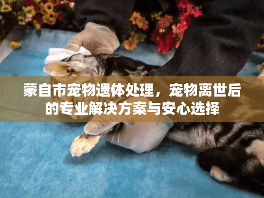 蒙自市宠物遗体处理，宠物离世后的专业解决方案与安心选择