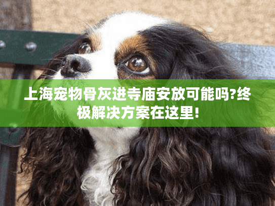 上海宠物骨灰进寺庙安放可能吗?终极解决方案在这里!