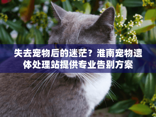 失去宠物后的迷茫？淮南宠物遗体处理站提供专业告别方案