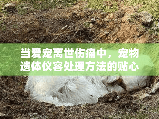 当爱宠离世伤痛中，宠物遗体仪容处理方法的贴心解决方案