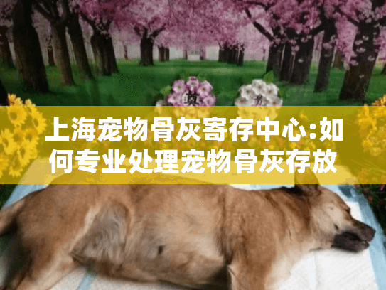 上海宠物骨灰寄存中心:如何专业处理宠物骨灰存放需求?