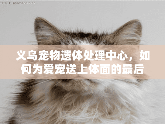 义乌宠物遗体处理中心，如何为爱宠送上体面的最后一程？