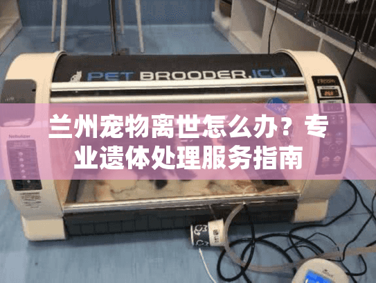 兰州宠物离世怎么办？专业遗体处理服务指南