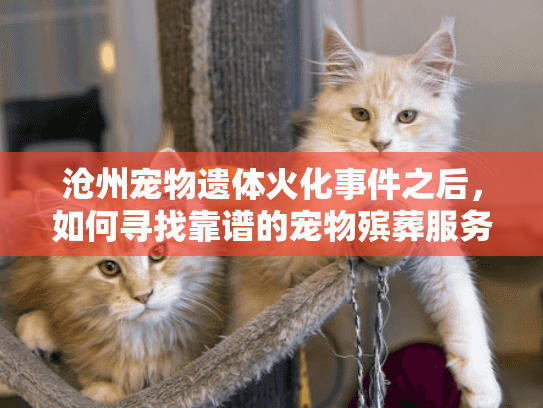 沧州宠物遗体火化事件之后，如何寻找靠谱的宠物殡葬服务？