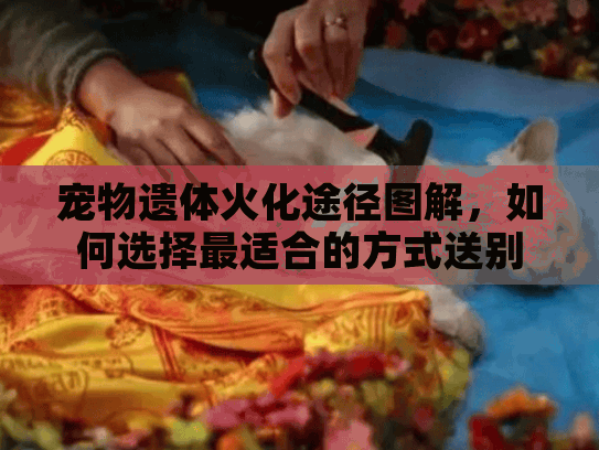 宠物遗体火化途径图解，如何选择最适合的方式送别爱宠？