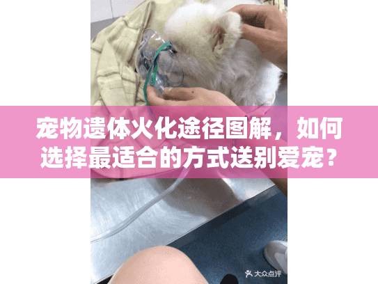 宠物遗体火化途径图解，如何选择最适合的方式送别爱宠？