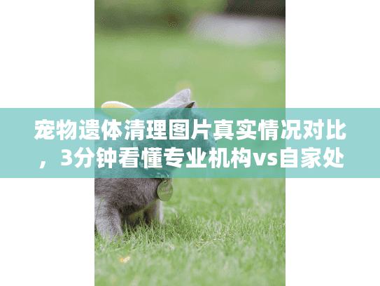 宠物遗体清理图片真实情况对比，3分钟看懂专业机构vs自家处理差异