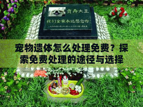 宠物遗体怎么处理免费？探索免费处理的途径与选择