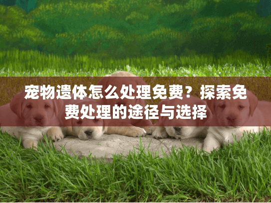 宠物遗体怎么处理免费？探索免费处理的途径与选择