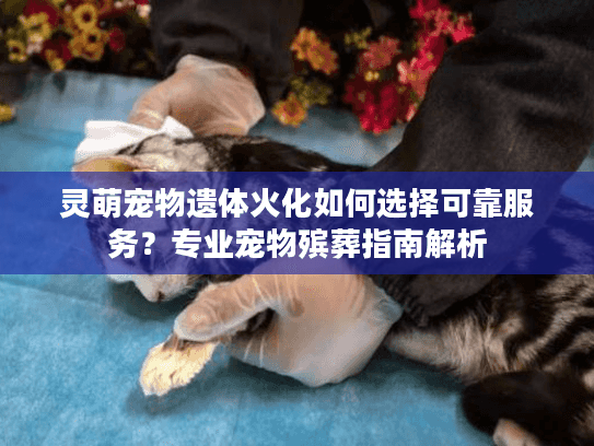 灵萌宠物遗体火化如何选择可靠服务？专业宠物殡葬指南解析