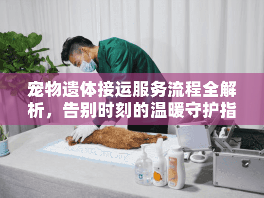 宠物遗体接运服务流程全解析，告别时刻的温暖守护指南