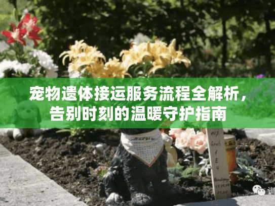 宠物遗体接运服务流程全解析，告别时刻的温暖守护指南