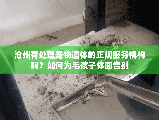 沧州有处理宠物遗体的正规服务机构吗？如何为毛孩子体面告别