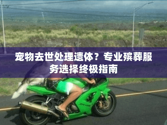 宠物去世处理遗体？专业殡葬服务选择终极指南