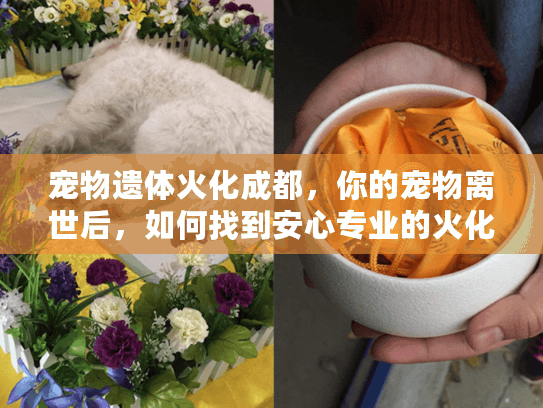 宠物遗体火化成都，你的宠物离世后，如何找到安心专业的火化服务？
