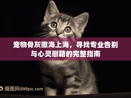 宠物骨灰撒海上海，寻找专业告别与心灵慰藉的完整指南