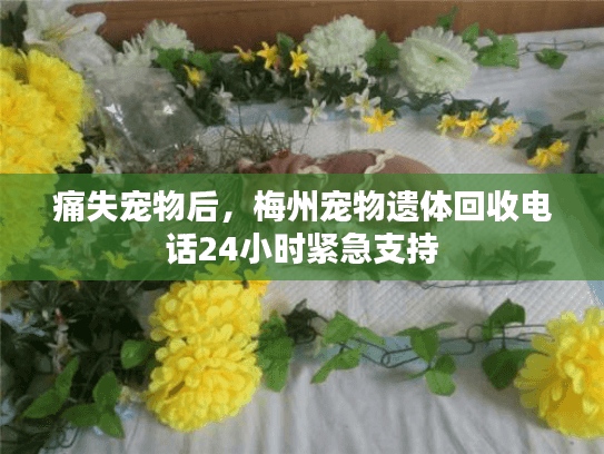 痛失宠物后，梅州宠物遗体回收电话24小时紧急支持