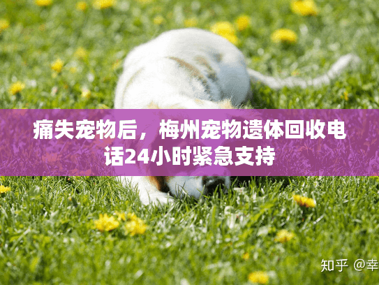 痛失宠物后，梅州宠物遗体回收电话24小时紧急支持