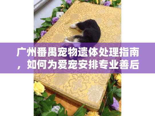 广州番禺宠物遗体处理指南，如何为爱宠安排专业善后服务？