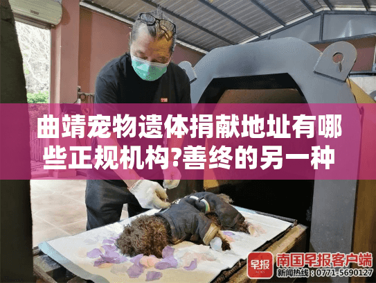 曲靖宠物遗体捐献地址有哪些正规机构?善终的另一种选择