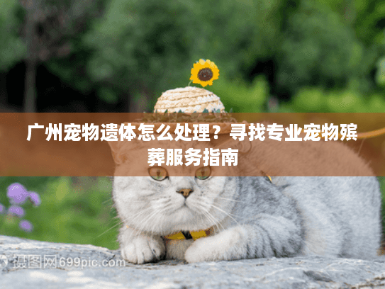 广州宠物遗体怎么处理？寻找专业宠物殡葬服务指南