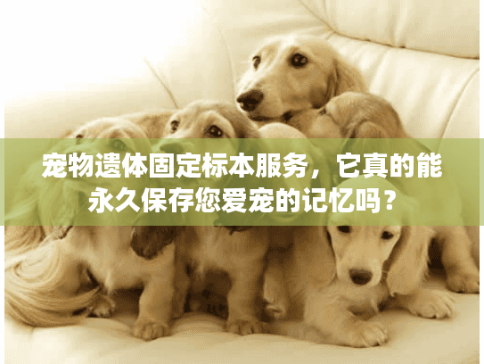 宠物遗体固定标本服务，它真的能永久保存您爱宠的记忆吗？