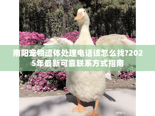 南阳宠物遗体处理电话该怎么找?2025年最新可靠联系方式指南